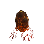 Firelands spider egg